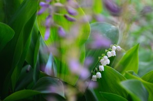 Spring dream by Codrina Miculit